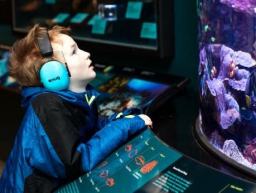 Child wearing noise reduction headphones enjoys the aquarium during a recent Morning at the Museum program