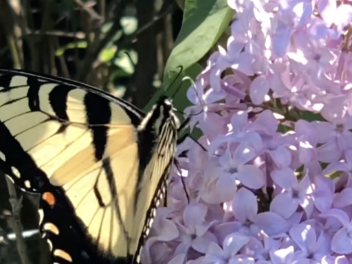 A swallowtail butterfly rests on a purple flower