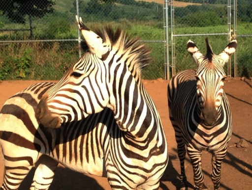 Zebras at SCBI