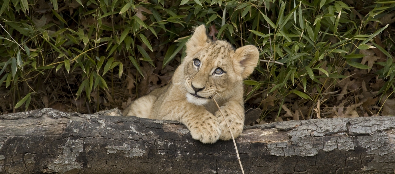 happy looking lion cub with its paws over a log