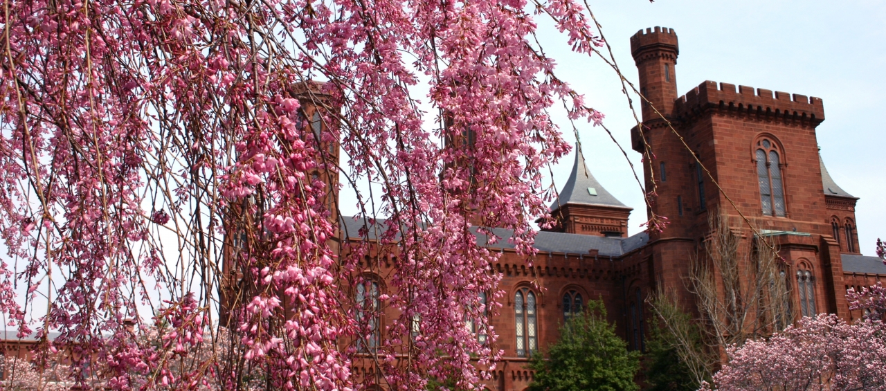 Weeping cherry tree and Castle