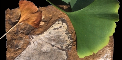 Fossil and modern Ginkgo leaves