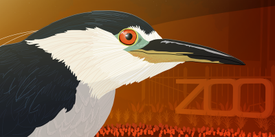 Illustration of a night heron