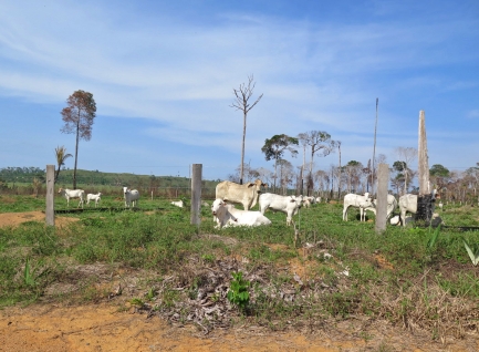 Cattle graze in small field