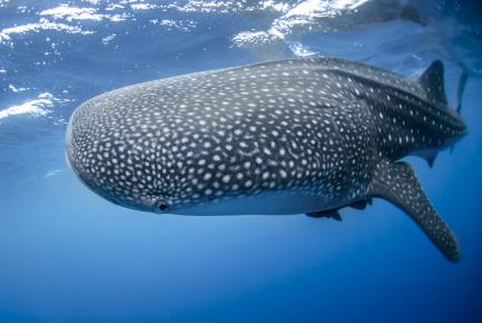 Close-up of whale shark