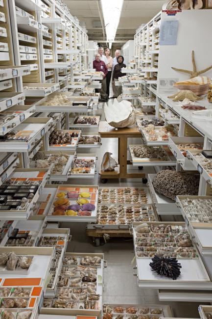 collection drawers showing invertebrates