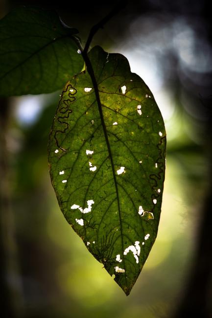 leaf partially eaten by insects