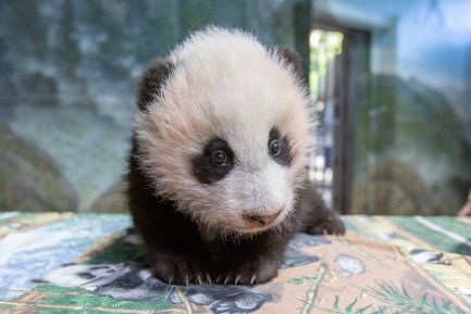 Panda cub sits on table