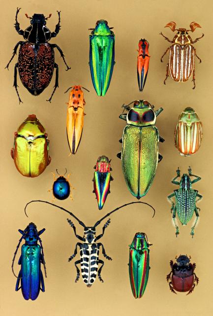 Arrangement of iridescent insects