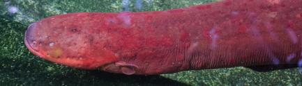 red eel