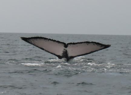 Humpback whale tail breeching