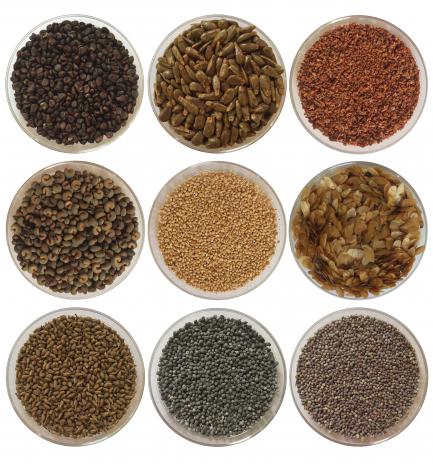 composite of different seeds