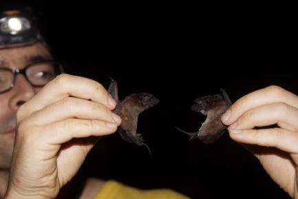 Researcher holding two small bats