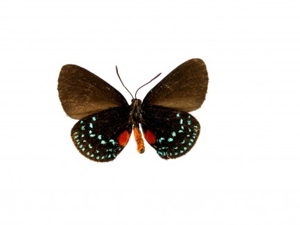 underside of male atala butterfly