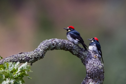 Two woodpeckers on a branch