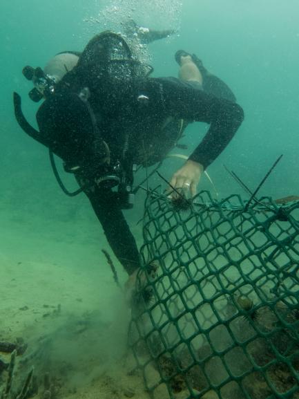 diver with net