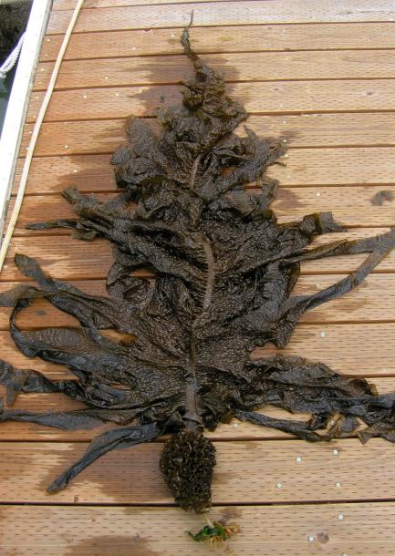 Asian Kelp on dock