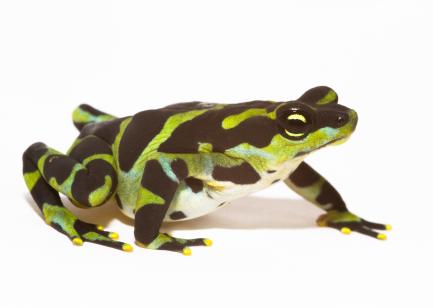 Green and black frog