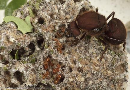 Queen ant in nest