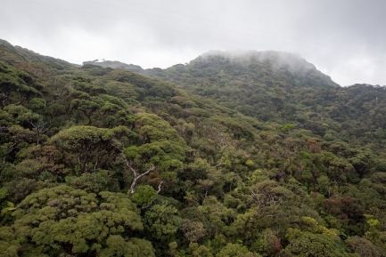 Fog over top of a rainforest