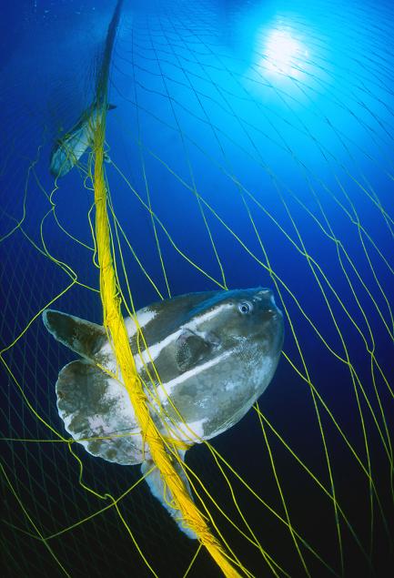 sunfish entangled in tuna net