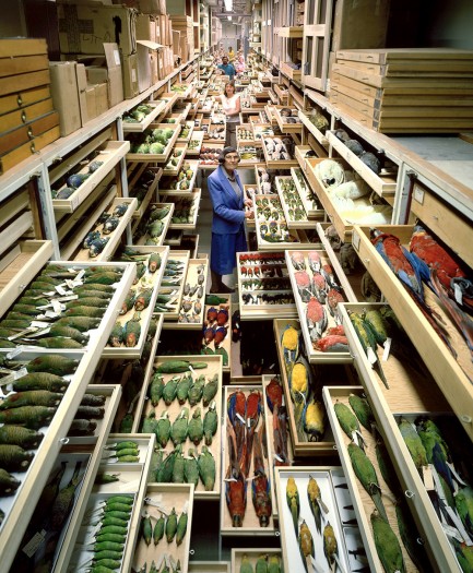 Woman stands amidst open archive collection of birds
