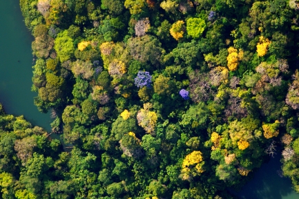 Aerial view of treetops
