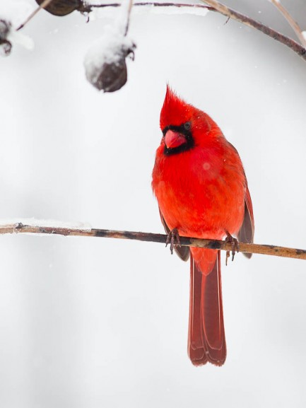 Cardinal on branch