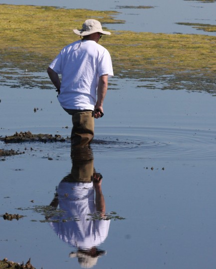 Researcher wading in marsh