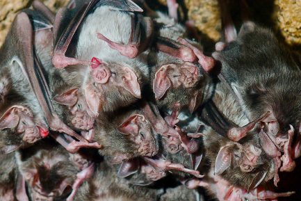 Vampire bats clustered together