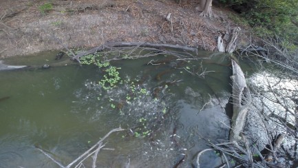 river bed with sunken trees and eels seen hunting under the water