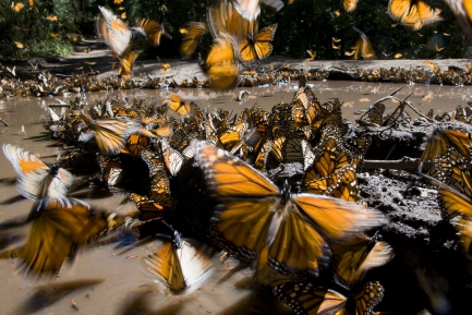 Flock of monarch butterflies