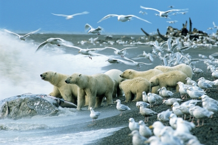 Polar bears surrounded by seagulls while standing at edge of water