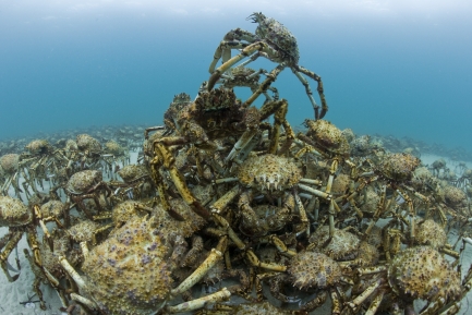 Stack of crabs underwater