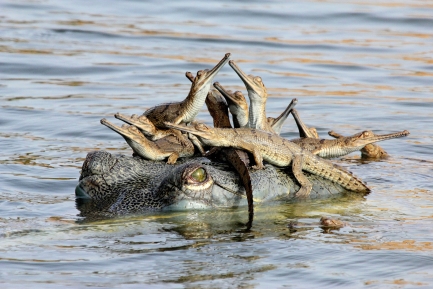 alligator babies sit on top of mother