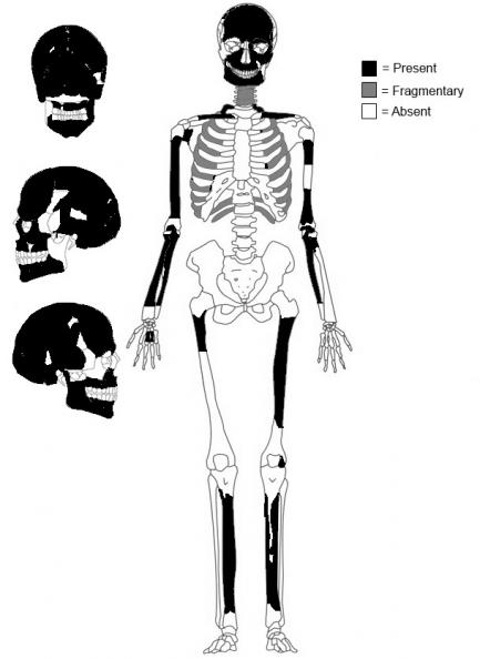 Graphic of skeleton and skull