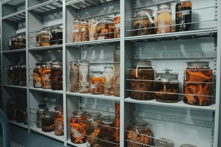 collection jars on shelf