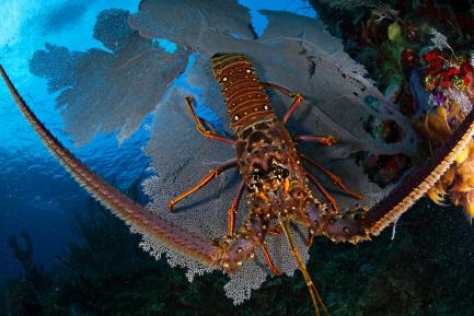 Close up of spiny lobster from above
