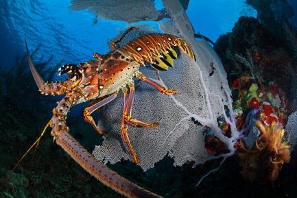 Spiny lobster photographed from the side