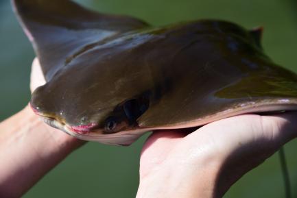 hands holding small cownose ray