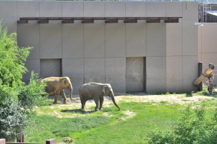 Elephants debut