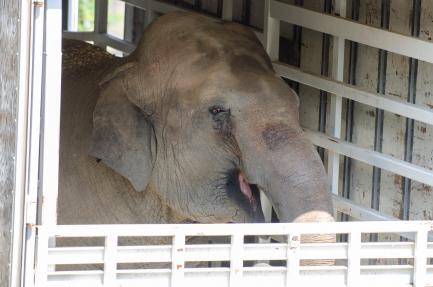 Asian Elephant Bozie Arrives at the Smithsonian’s National Zoo