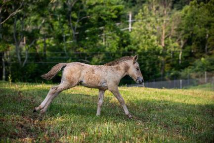 Emma's colt at the Smithsonian Conservation Biology Institute.