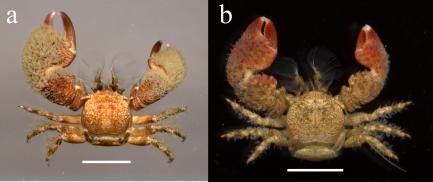 Color comparisons of porcelain crab