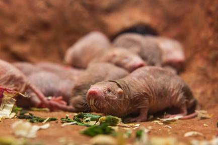 Naked mole-rats in their brand new exhibit at the Smithsonian’s National Zoo