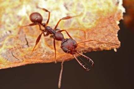 close up of trapjaw ant