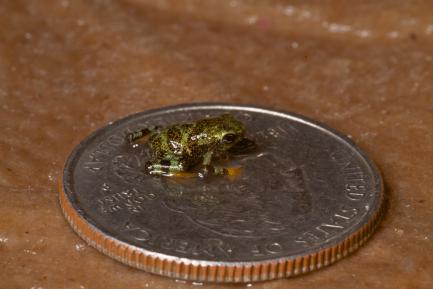 Limosa Harlequin Frog on a Quarter for scale