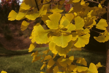 Ginkgo leaves on a branch