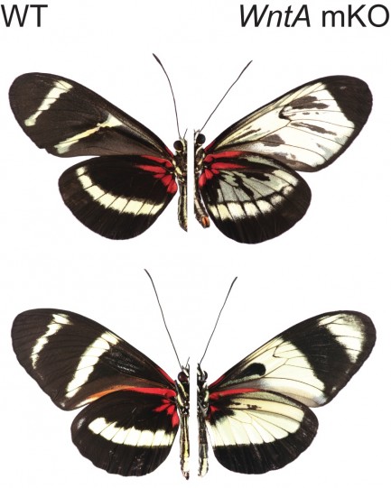 two butterflies