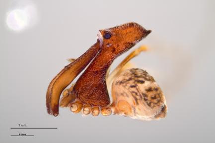 image of pelican spider to scale